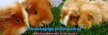 Guineapigs