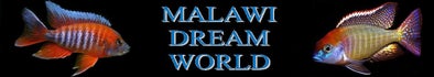 Malawidreamworld