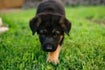 Honden-puppies