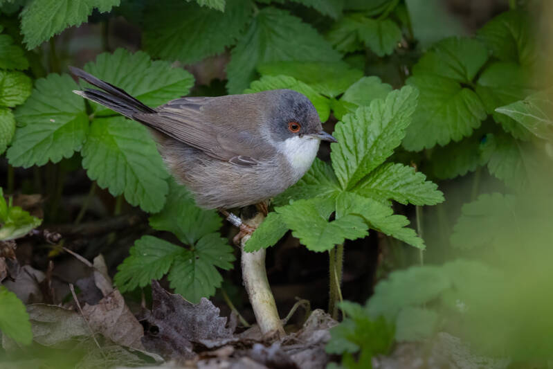 leine zwartkop (Curruca melanocephala) 