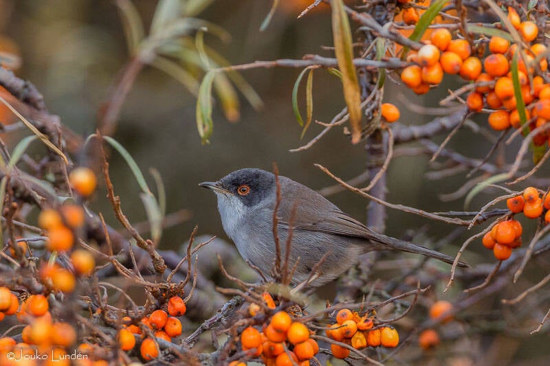 leine zwartkop (Curruca melanocephala) 