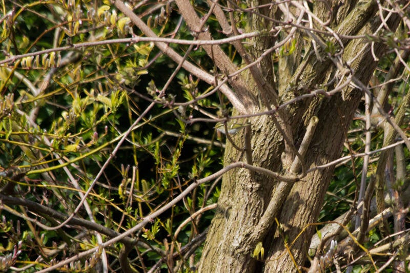 Pallas' boszanger (Phylloscopus proregulus), 23 maart 2015, Voorburg