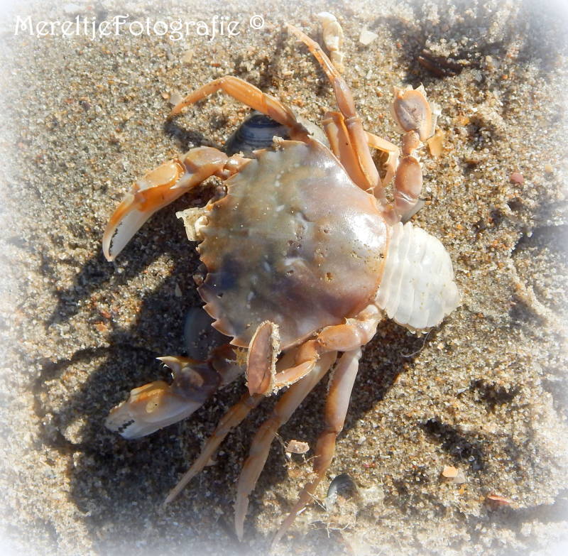 krab in het zand