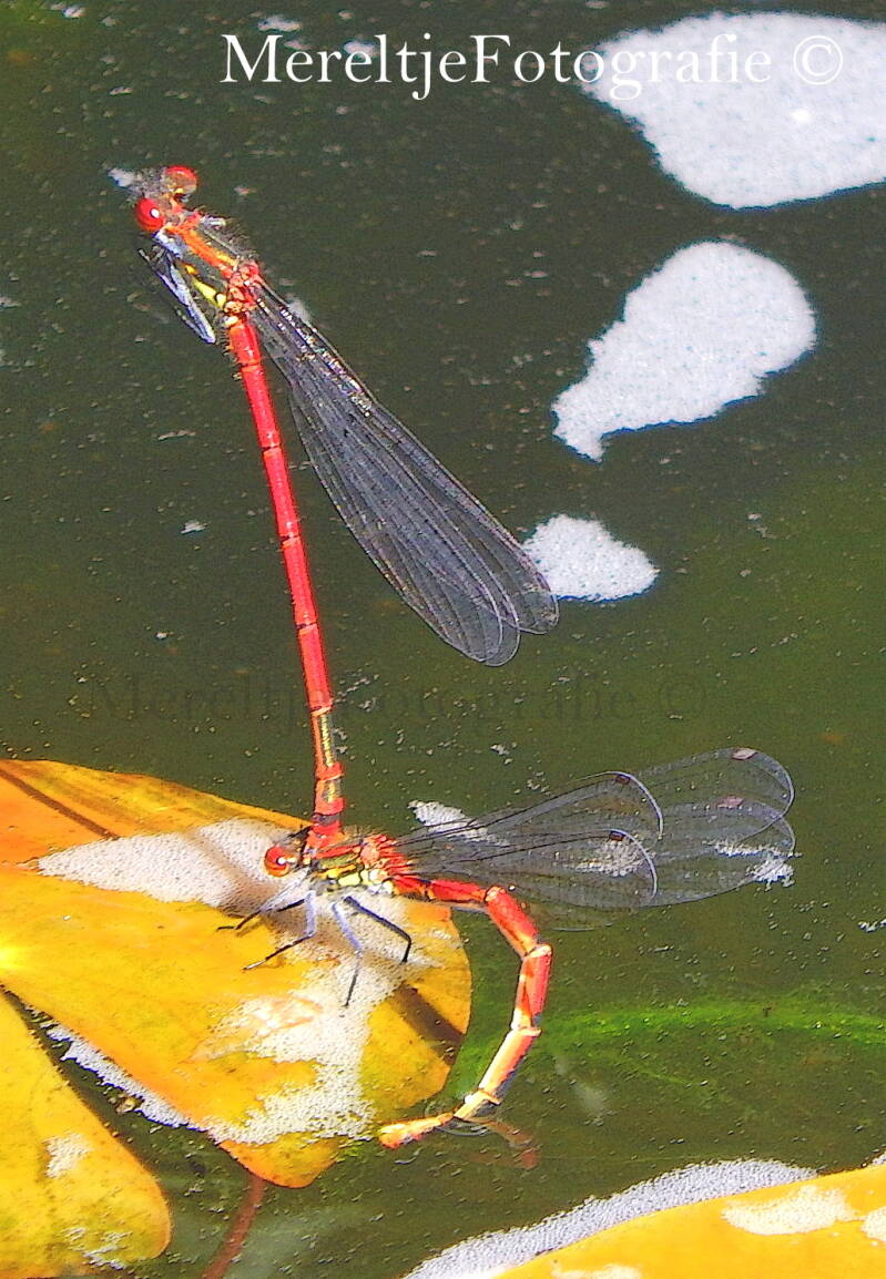 vuurjuffer man vrouw parend 