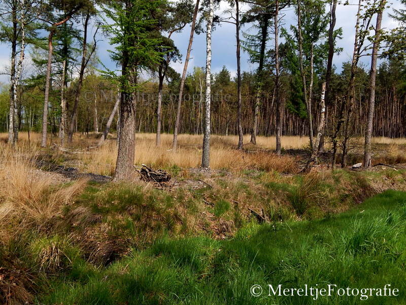 open bos met hoog gras