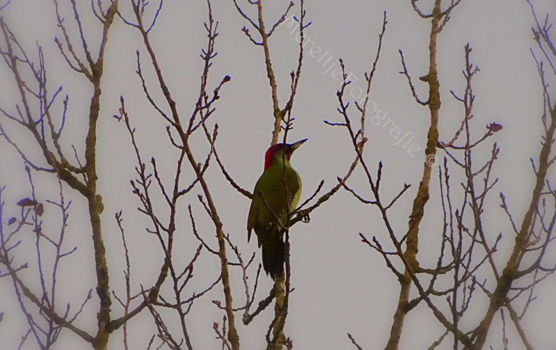 groene specht