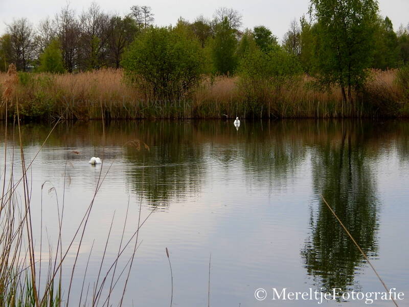 koppel zwanen 