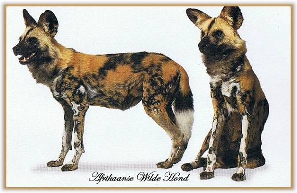 Afrikaanse wilde hond