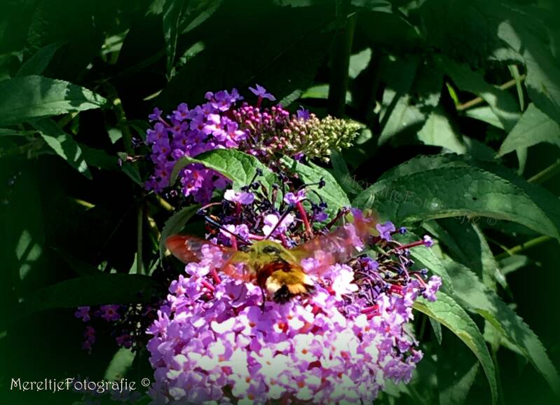 glasvleugelpijlstaart