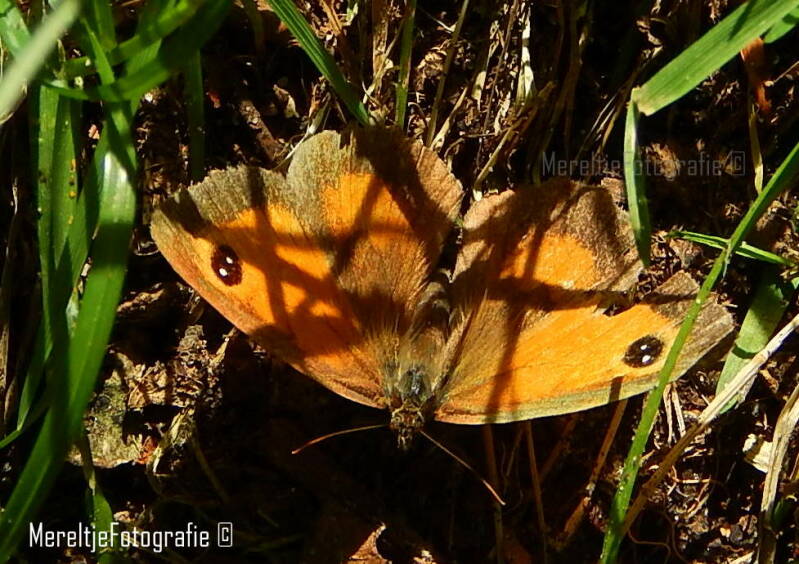 oranje zandoogje vrouwtje