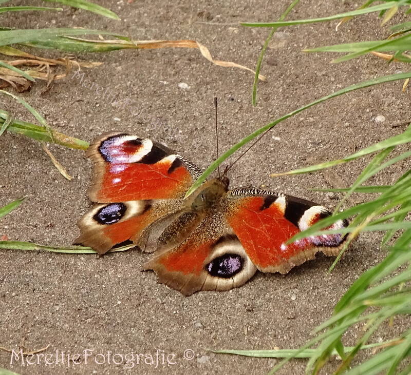 dagpauwoog vlinder