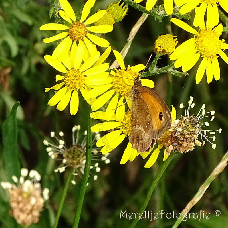 oranje zandoogje vrouwtje