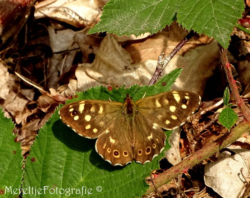 Bont zandoogje mannetje