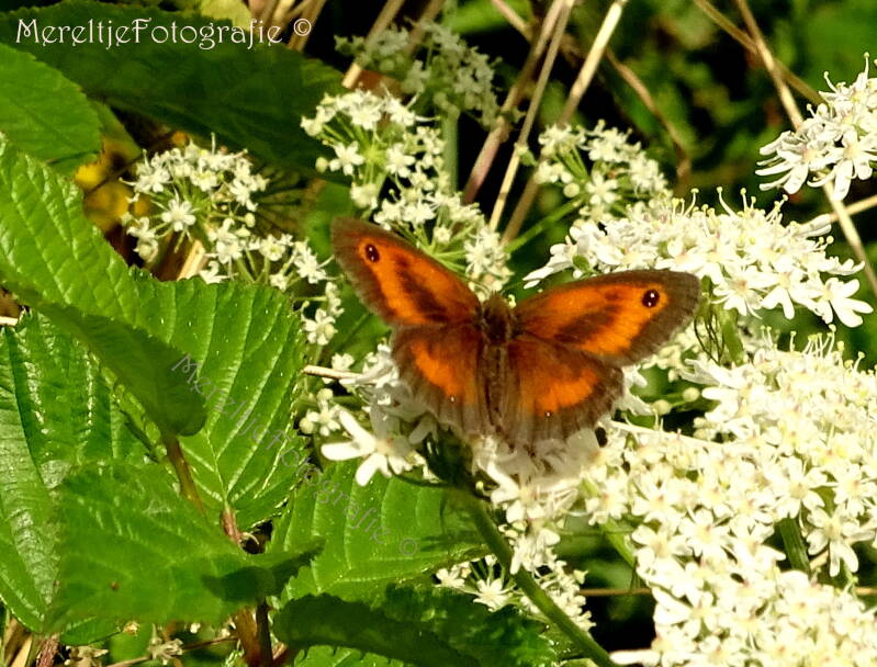 oranje zandoogje mannetje