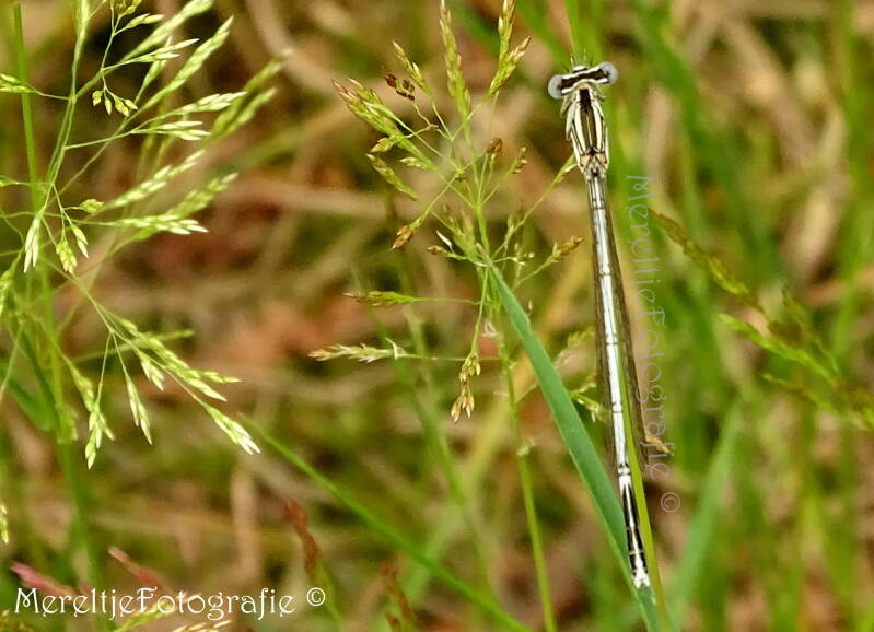 blauwe breedscheenjuffer