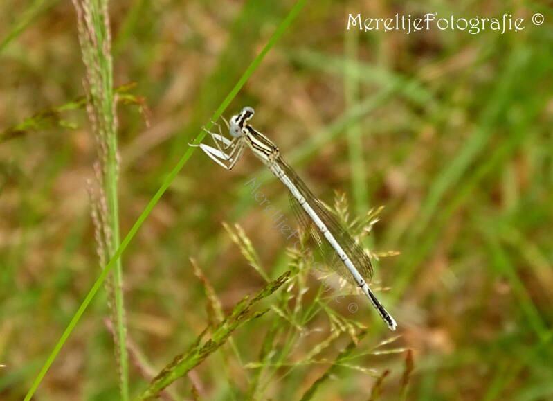 blauwe breedscheenjuffer