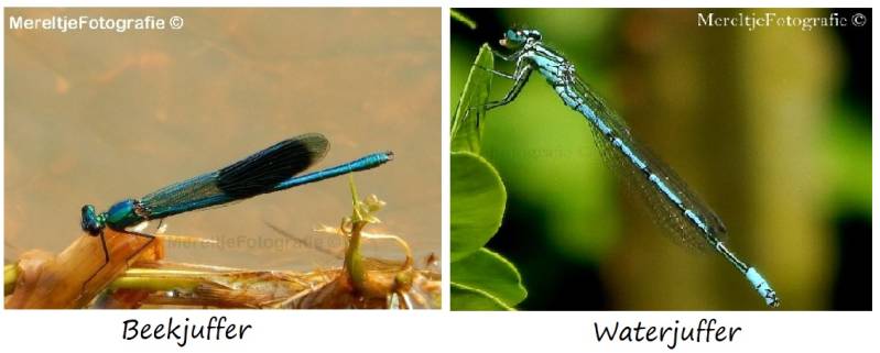 beekjuffer en waterjuffer libellen juffers
