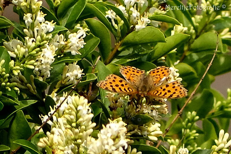 kleine parelmoervlinder