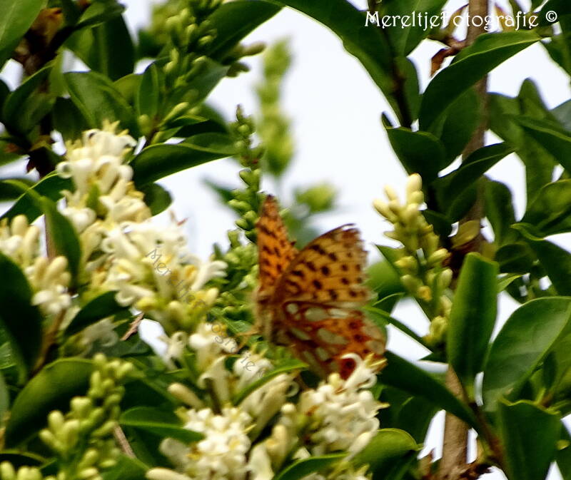 kleine parelmoervlinder