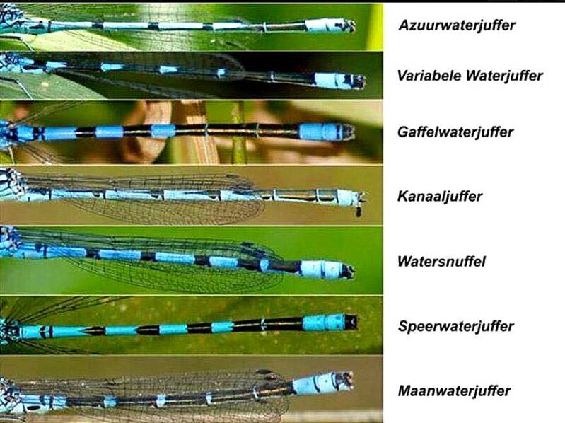 waterjuffers herkennen