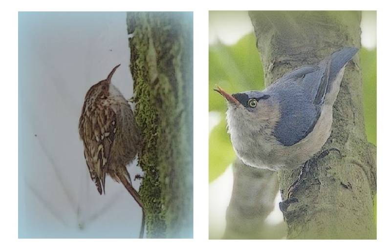 boomkruiper en boomklever