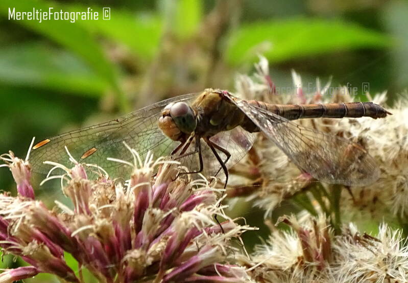bruinrode heidelibel