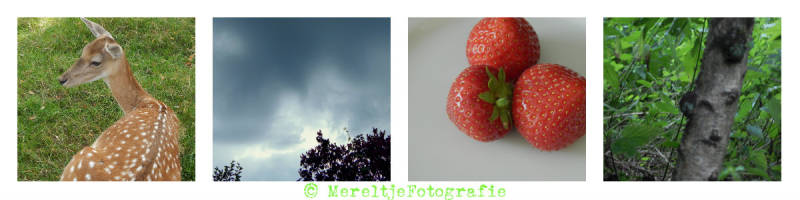 damhert wolken aardbei