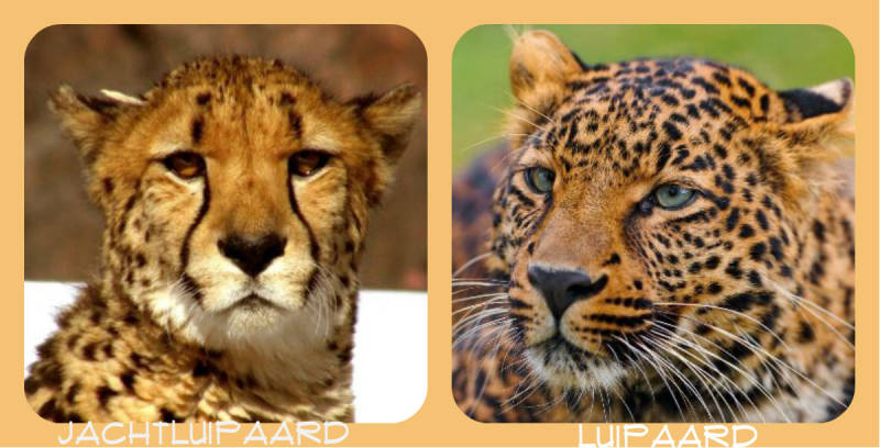 jachtluipaard cheetah luipaard