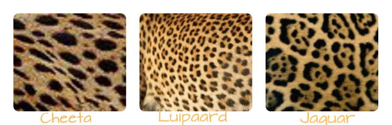 vacht cheeta luipaard jaguar