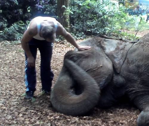 olifant met verzorger