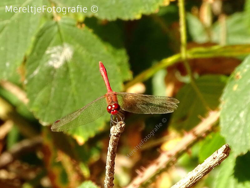 bloedrode heidelibel man