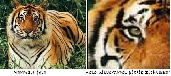 tijger