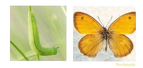 hooibeestje vlinder en rups