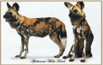 wilde hond