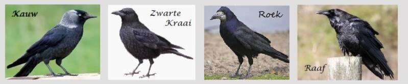 kauw kraai roek raaf
