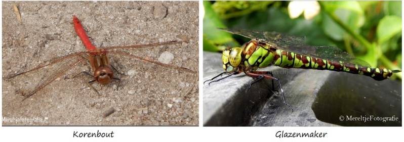 korenbout en glazenmaker libellen