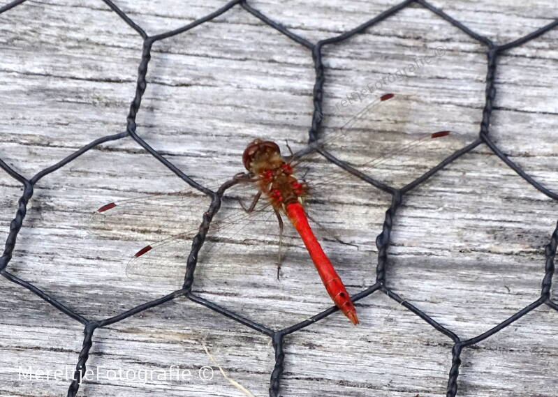 bloedrode heidelibel man