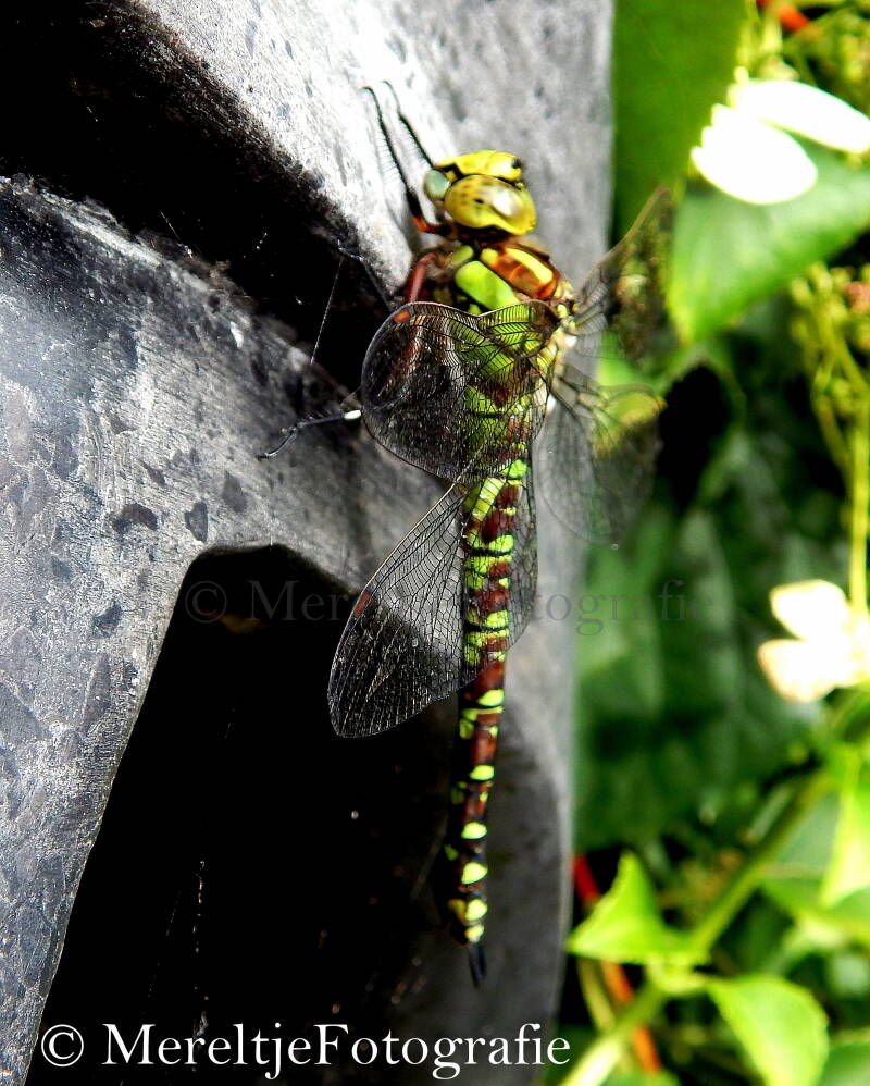 blauwe glazenmaker vrouw