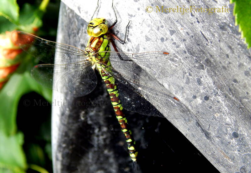 blauwe glazenmaker vrouw