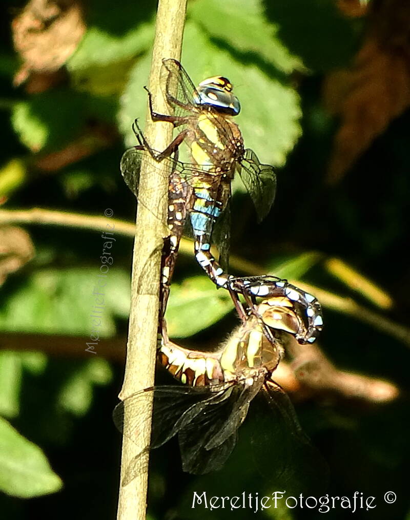 paardenbijter parende man en vrouw