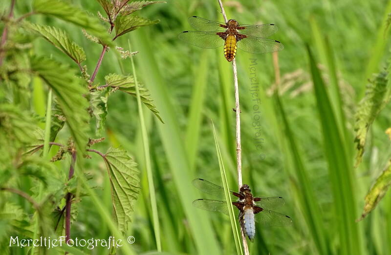 platbuik libelle man en vrouw