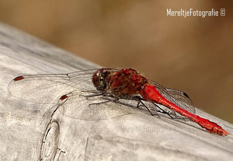 bloedrode heidelibel man