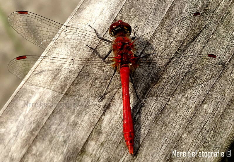bloedrode heidelibel man