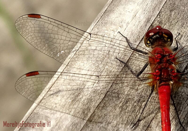 bloedrode heidelibel man