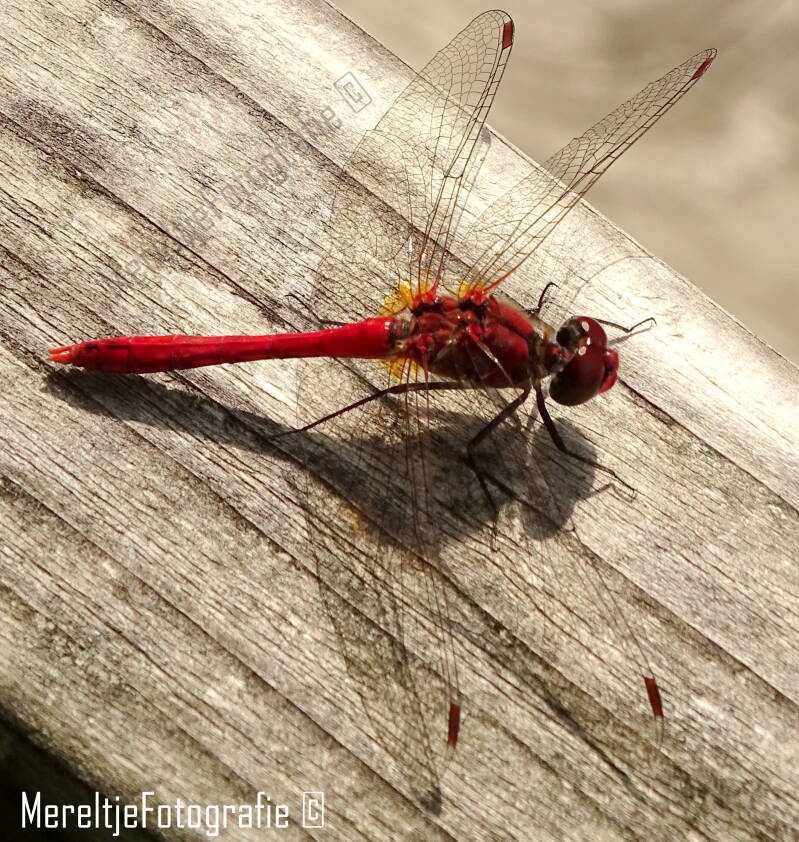 bloedrode heidelibel man