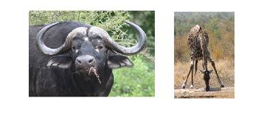 buffel giraf