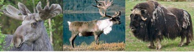 eland  muskusos  rendier