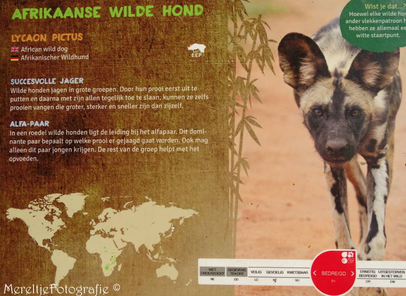 informatie bord afrikaanse wilde hond zoo parc overloon