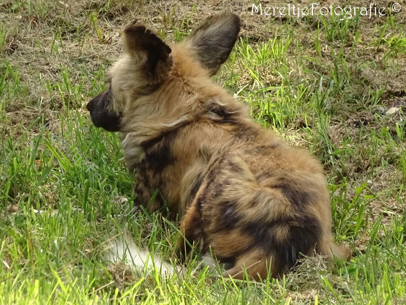 jonge afrikaanse wilde hond zoo parc overloon