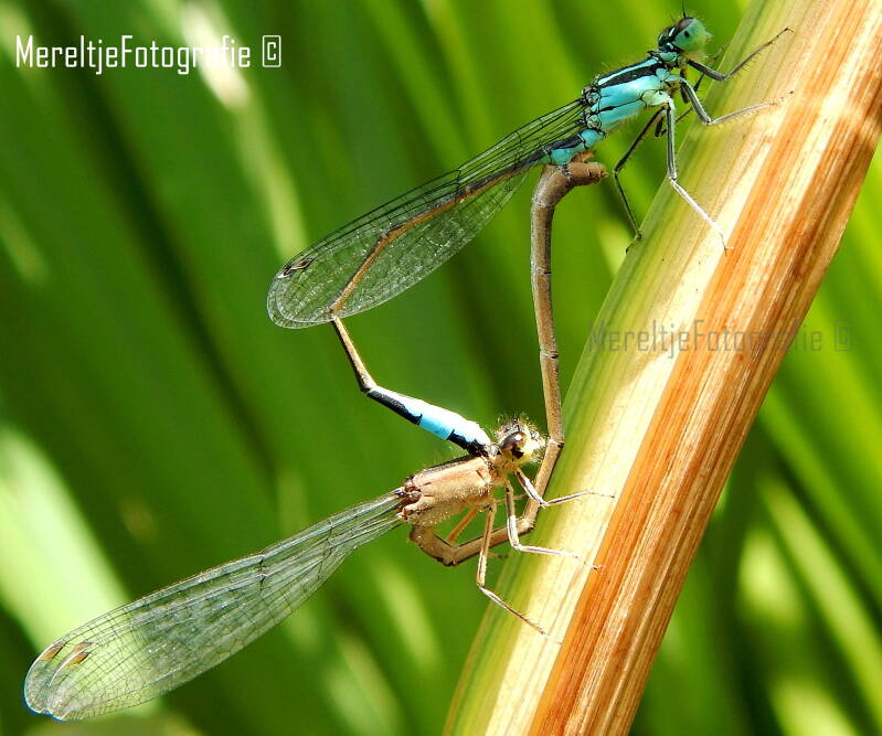 lantaarntje man en vrouw parend